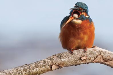 BIRDS adult winner Tony Rowe.jpeg